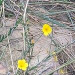 Linum maritimum Bloem