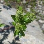 Salix breviserrata Fula