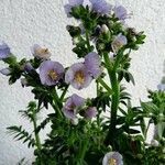 Polemonium carneum Fiore