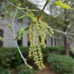 Quercus alba Floare