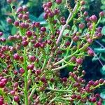 Pistacia terebinthus 花