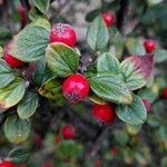 Cotoneaster dielsianus ഇല