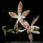 Phalaenopsis sumatrana Blüte