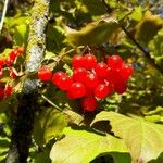 Viburnum opulus Frukto