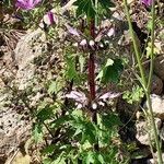 Moluccella spinosa Çiçek