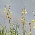 Gladiolus dalenii Arall