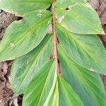 Hedychium coronariumLeaf