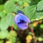 Parochetus communis Flor
