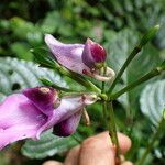 Impatiens macroptera Flor