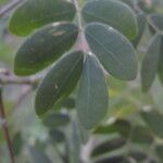 Erythrostemon mexicanus Leaf