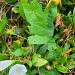 Convolvulus sepium Leaf