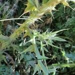 Cirsium ferox Frunză