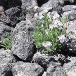 Polemonium elegans Habitus