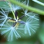 Lactuca muralis Fruit