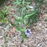 Verbena officinalisBlüte