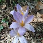 Crocus versicolor Cvet