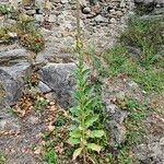 Verbascum densiflorumBlatt