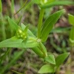Stenaria nigricans Leaf