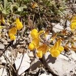 Hippocrepis scorpioides Çiçek