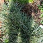 Festuca burgundianaBlatt