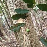 Garcinia balansae Leaf