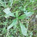 Plantago lanceolataFrunză