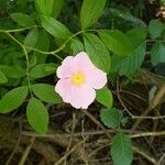 Rosa setigera Kvet