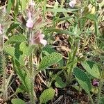 Salvia viridis Habit