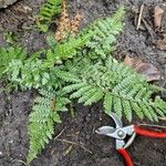 Polystichum braunii Лист