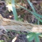 Elsholtzia stauntonii Corteza