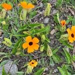 Thunbergia alataFlower