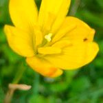 Zephyranthes citrina Kwiat