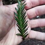 Sequoia sempervirensBlatt