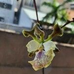 Encyclia cordigera Flor