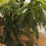 Sanchezia nobilis Folha