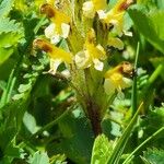 Pedicularis oederi Flower