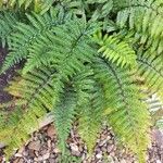 Polystichum makinoi Leaf