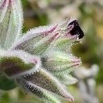 Nonea vesicaria Flower