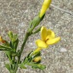 Jasminum fruticans Цветок