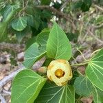 Thespesia populnea Flower