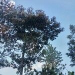 Cordia alliodora Hábito