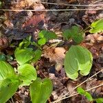 Maianthemum bifolium Лист