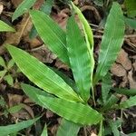 Centotheca lappacea Hoja