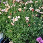 Leucanthemopsis alpina 形態