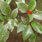 Psychotria chagrensis Плод