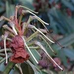 Rhododendron grande Meyve