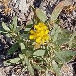 Helianthemum squamatum Flor