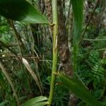 Flagellaria indica Bark