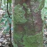 Chrysophyllum pomiferum Corteza