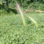 Hordeum murinumMeyve